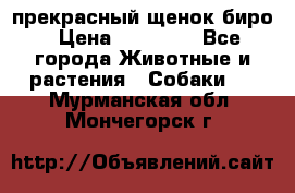 прекрасный щенок биро › Цена ­ 20 000 - Все города Животные и растения » Собаки   . Мурманская обл.,Мончегорск г.